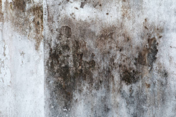 Environmental Consulting for Mold Prevention in Dawson Springs, KY